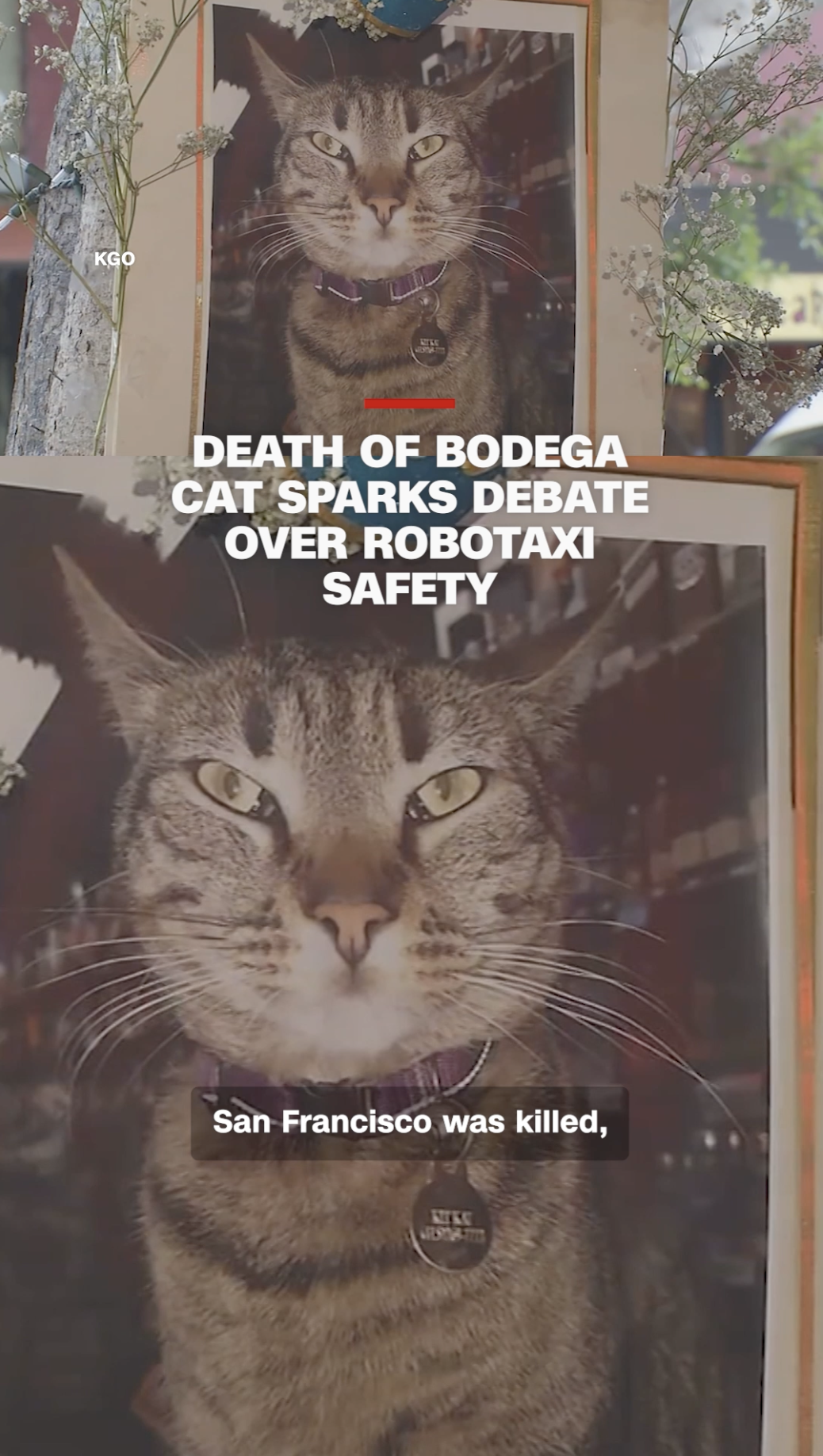 CNN TikTok: Death of Bodega Cat Sparks Debate Over Robotaxi Safety