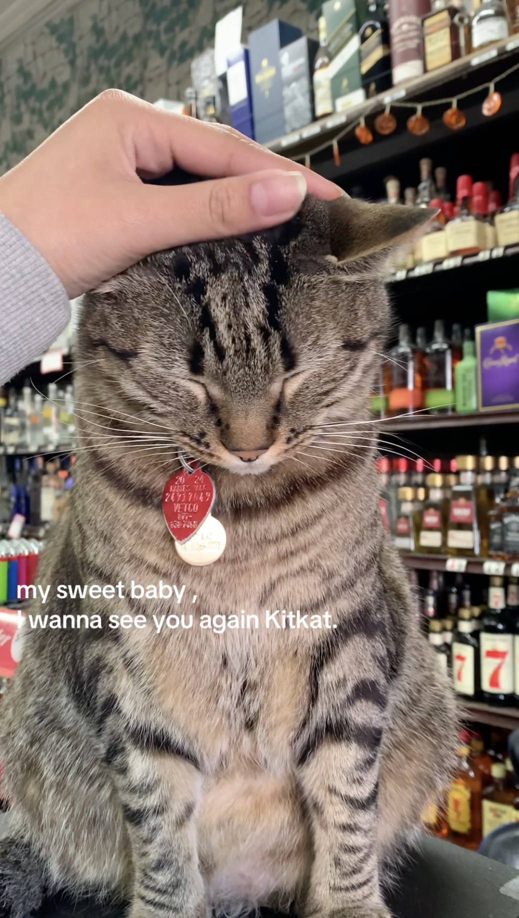 My sweet baby wanna see you again KitKat