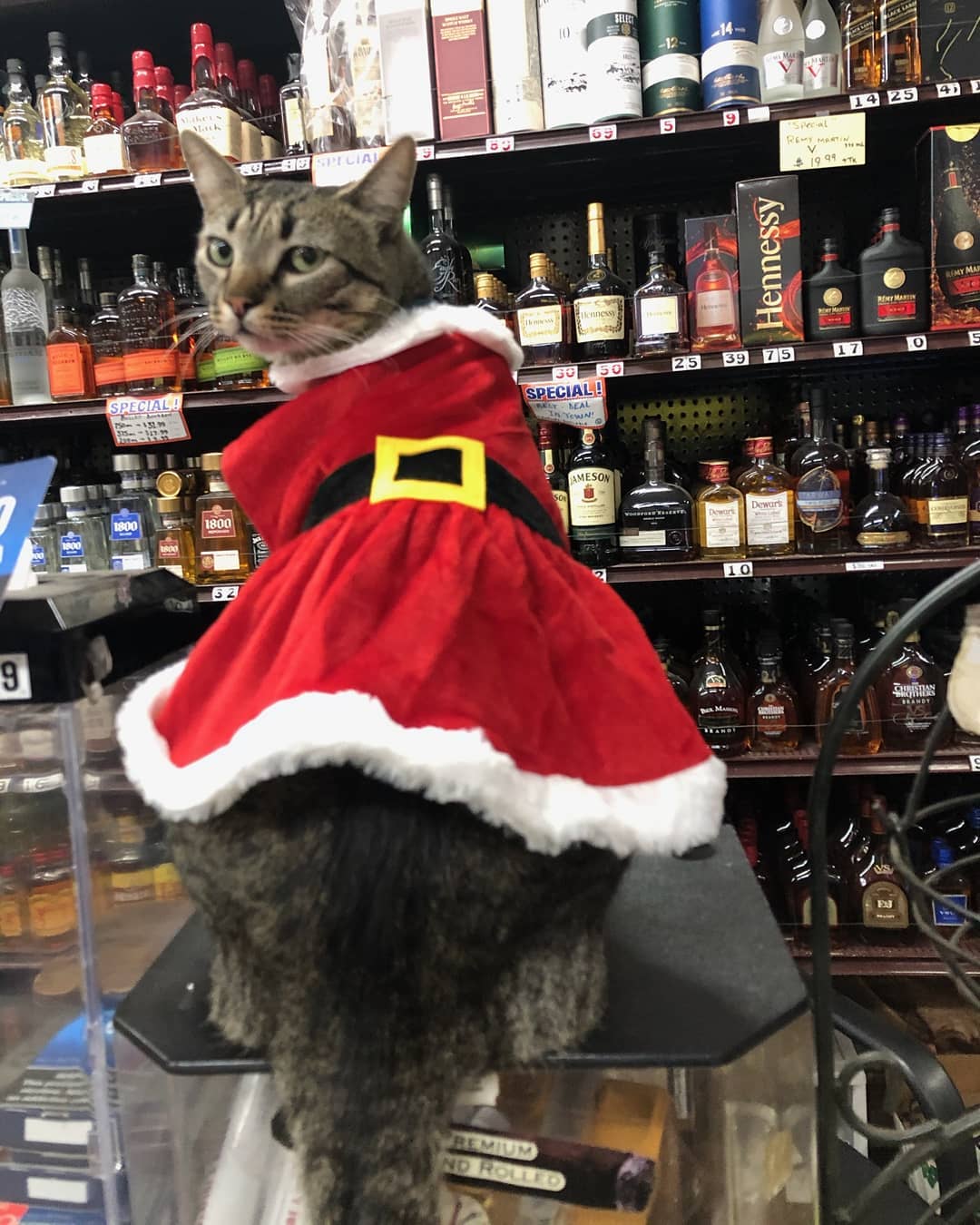 Santa KitKat